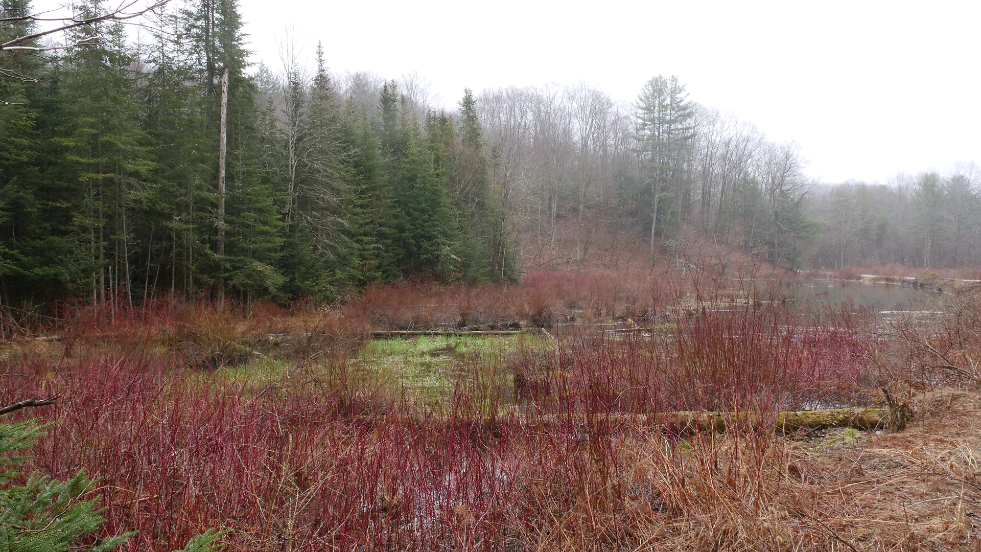 Delayed Spring - A Binaural Podcast by Lang Elliott