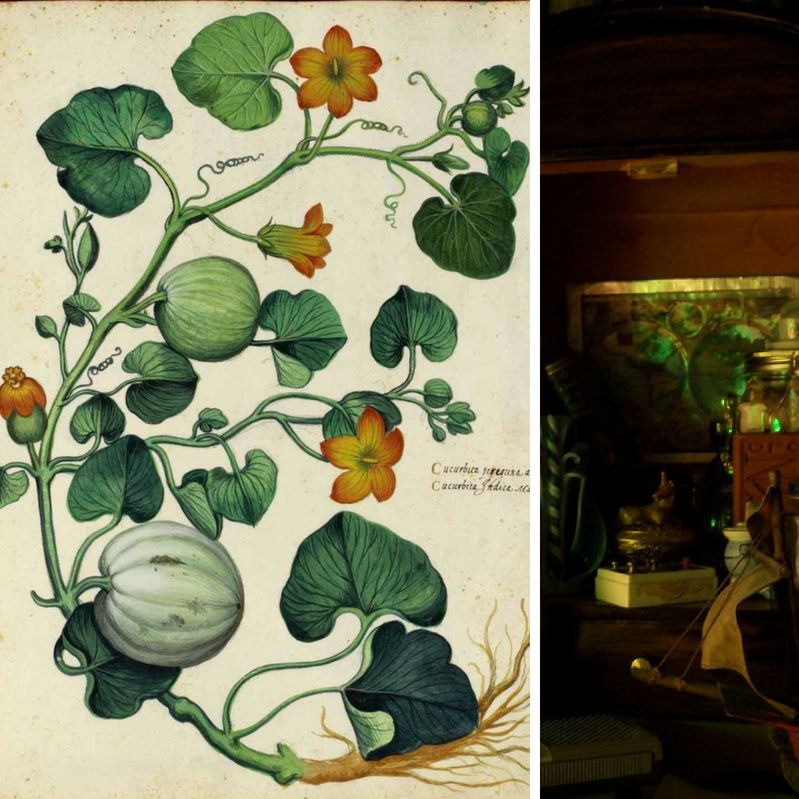 Curio Cabinet: The Vegtable Garden