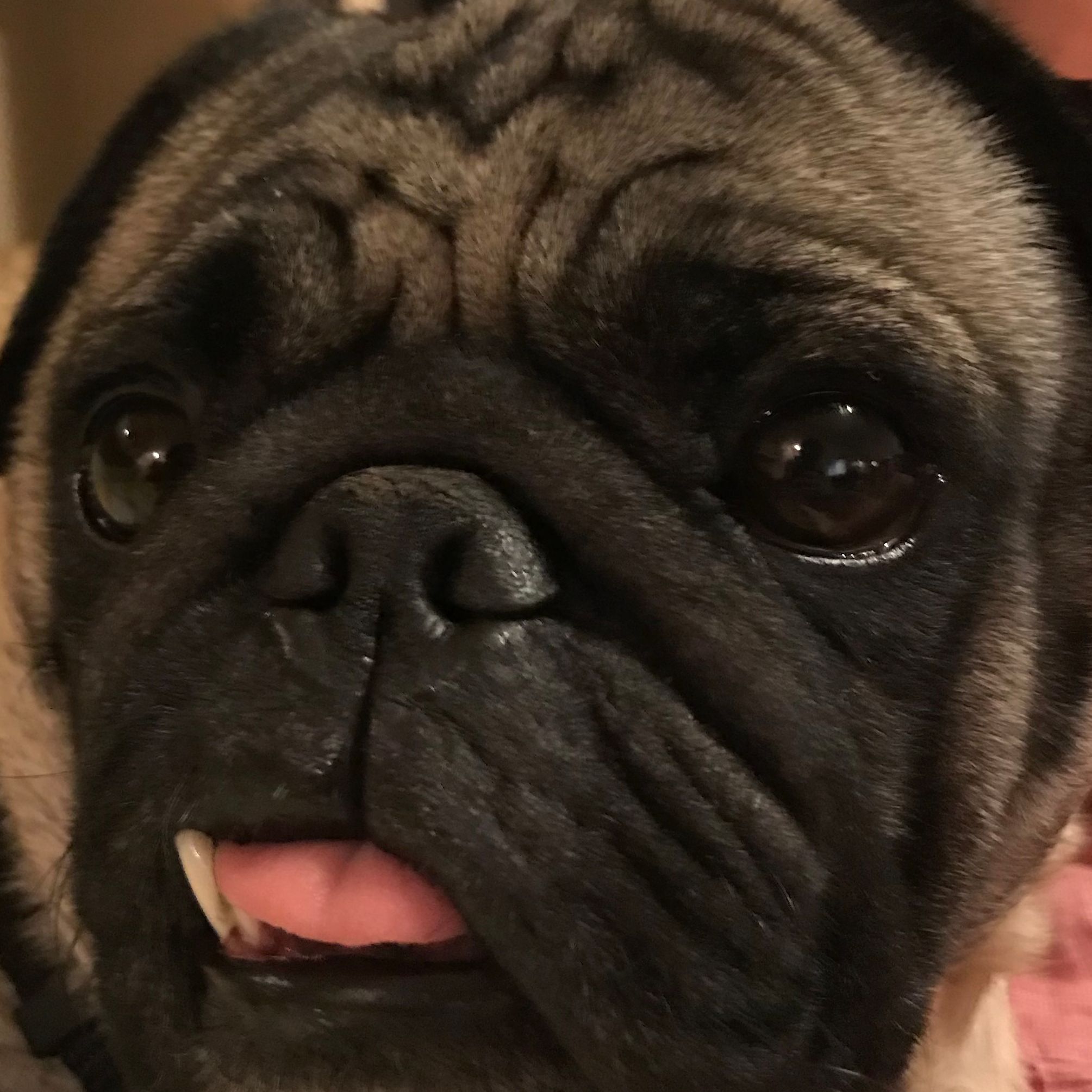 Episode 50: It's Blake's Joke, He's Just Being Modest