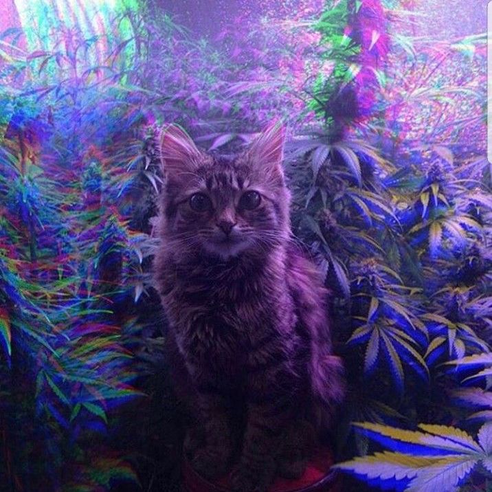 Cat Invasion