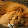 The Lion Sleeps Tonight (Cover)
