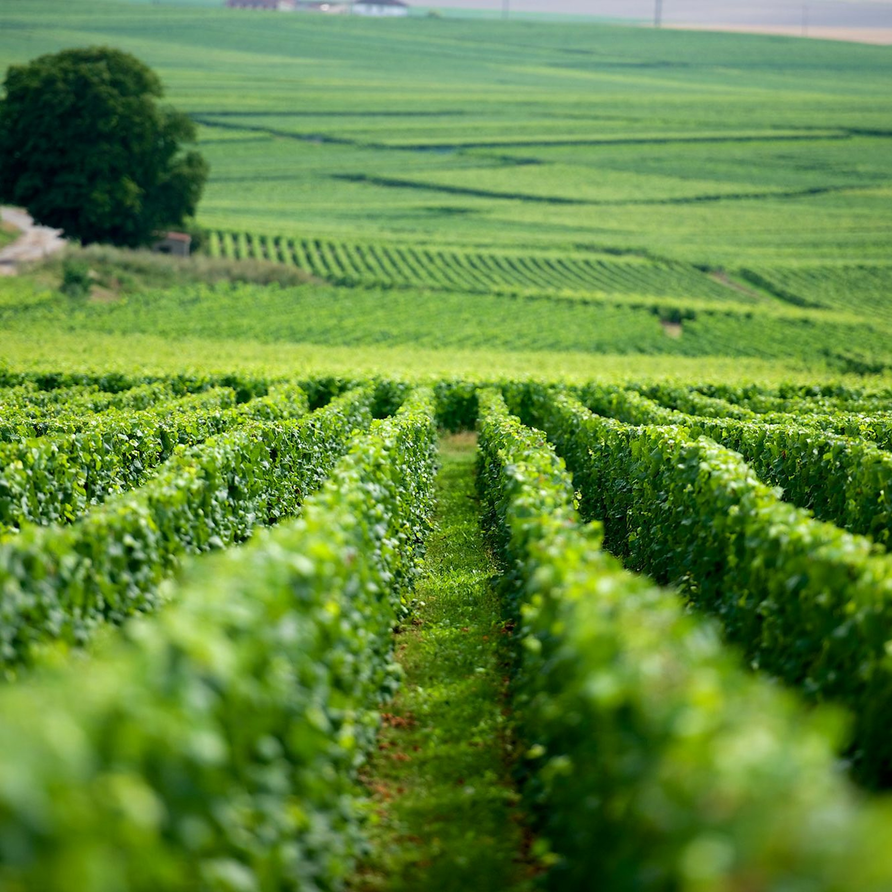 BYO - Wine Podcast