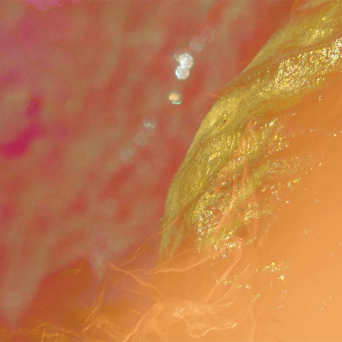 Arpapsyct&ca Arpapsyct&ca