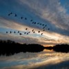 Migrate
