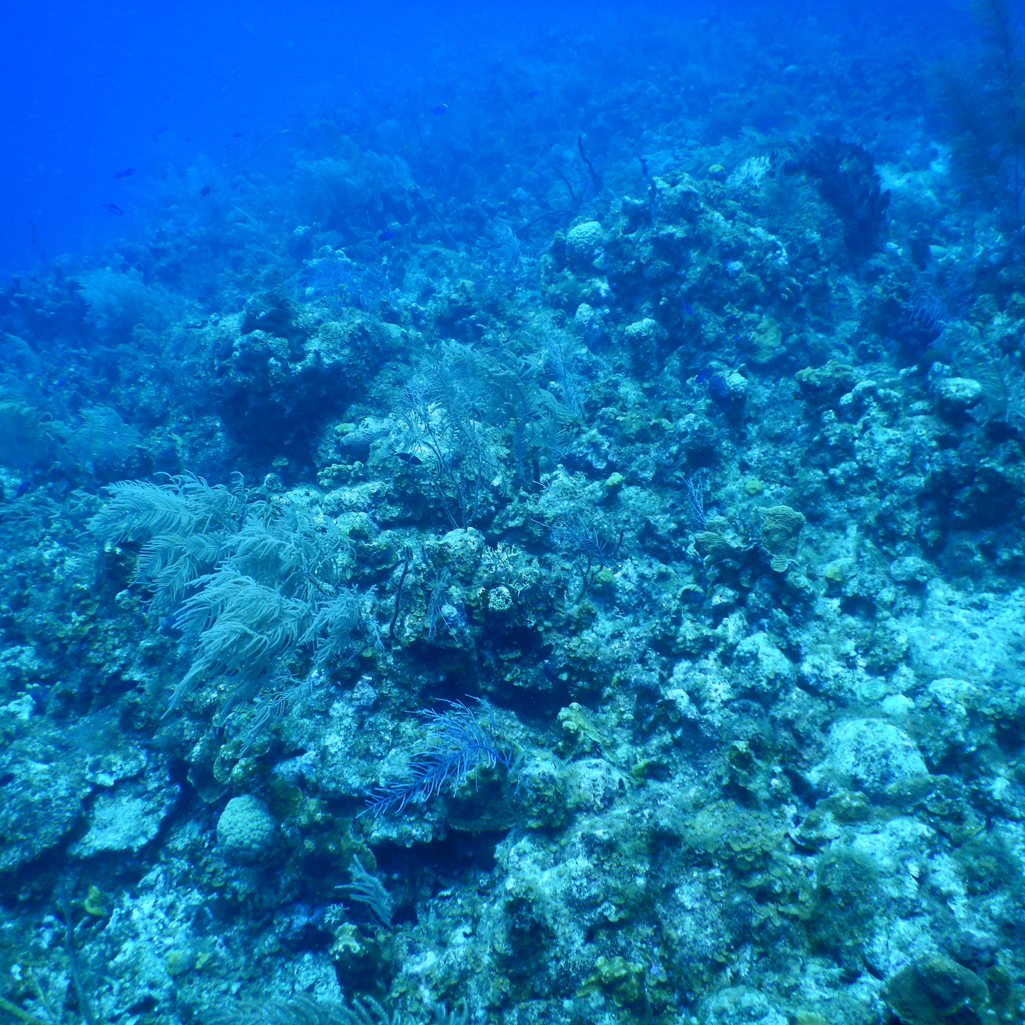 Grand Cayman Scuba For < $360 (Yes, Please)