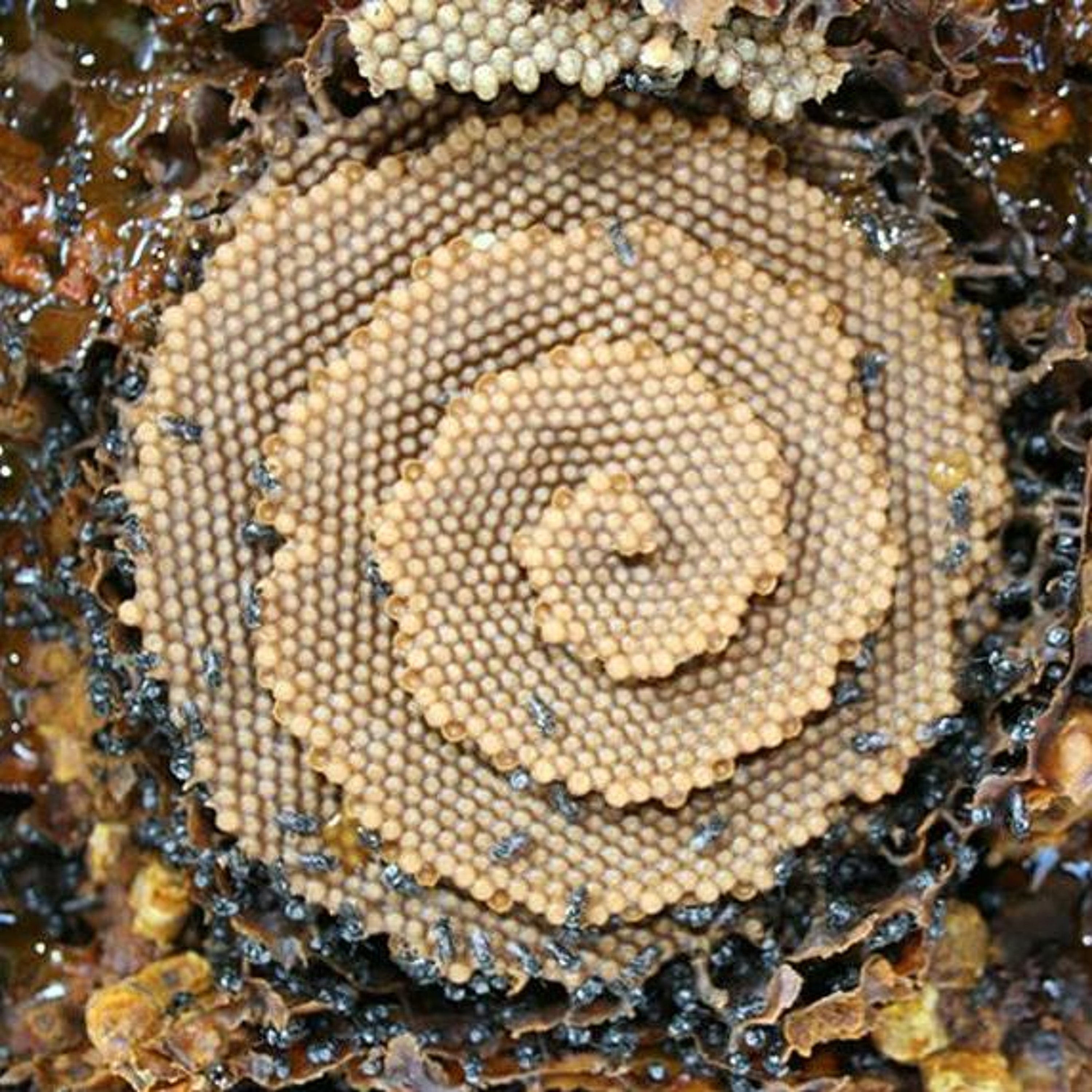 Catalyzing Coherence
