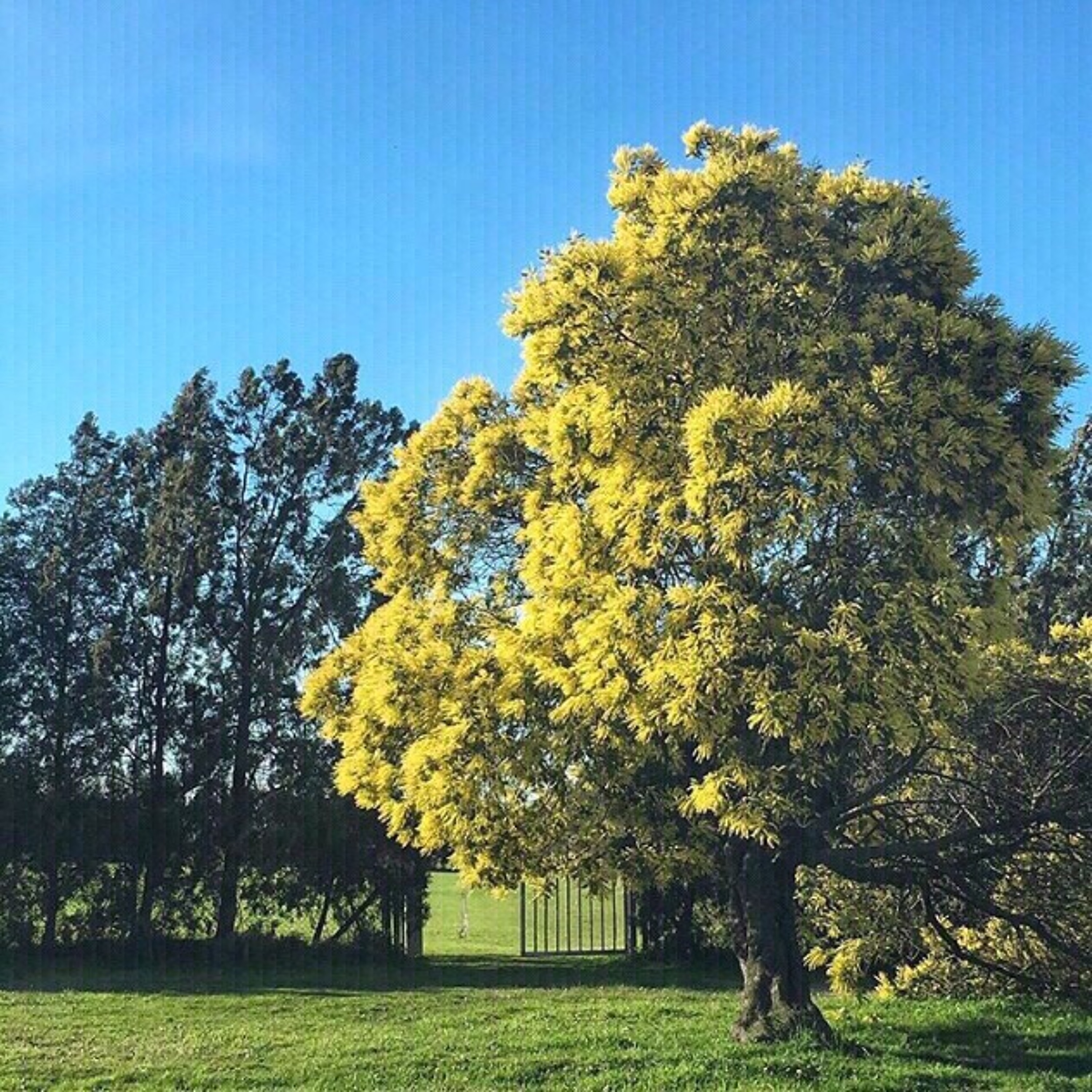 Tres Arboles