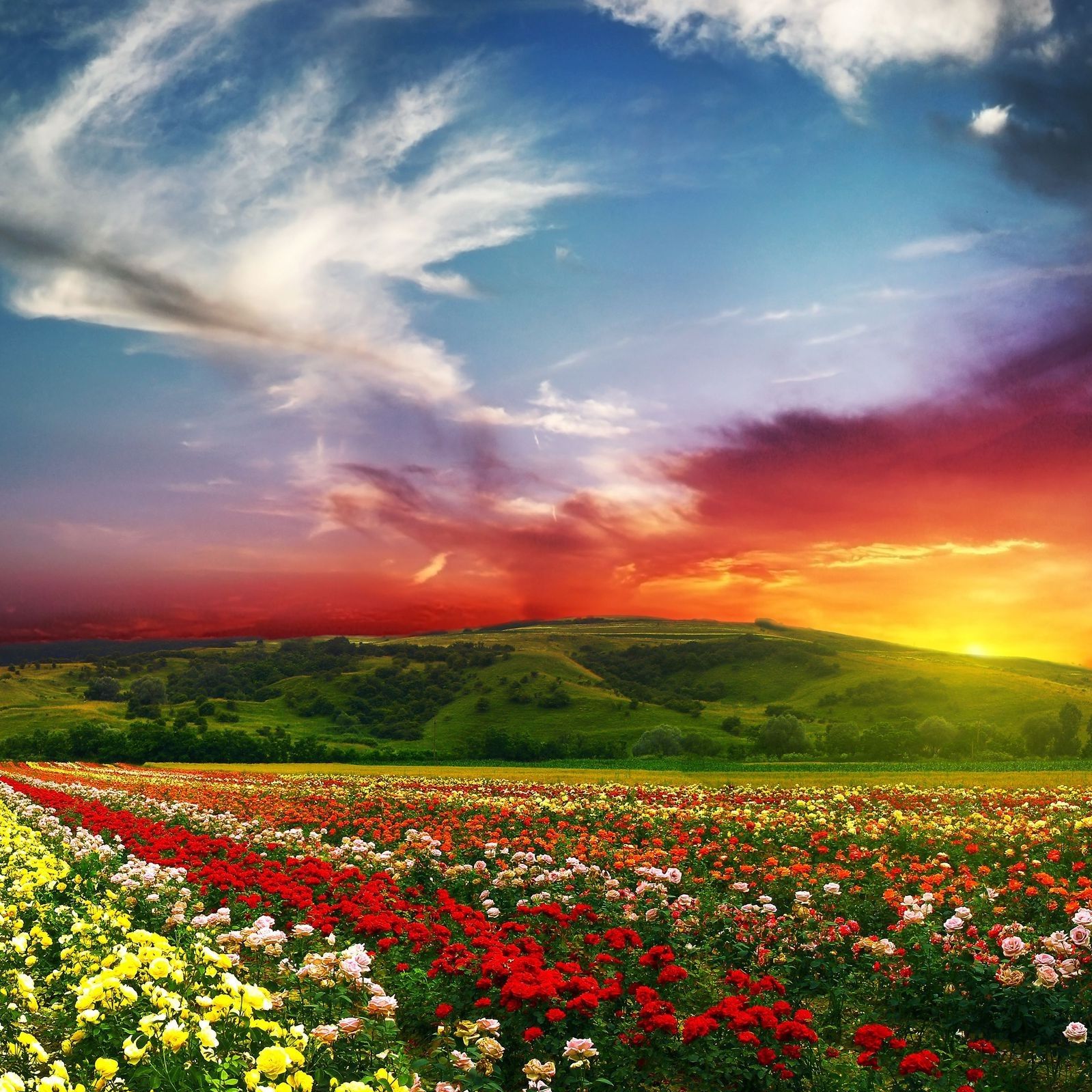 USA: The Land Flowing With Milk And Honey