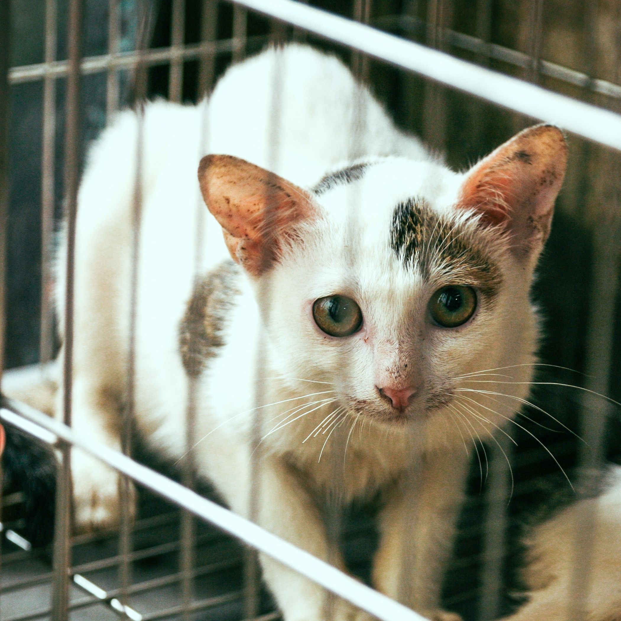 Meows to POWS