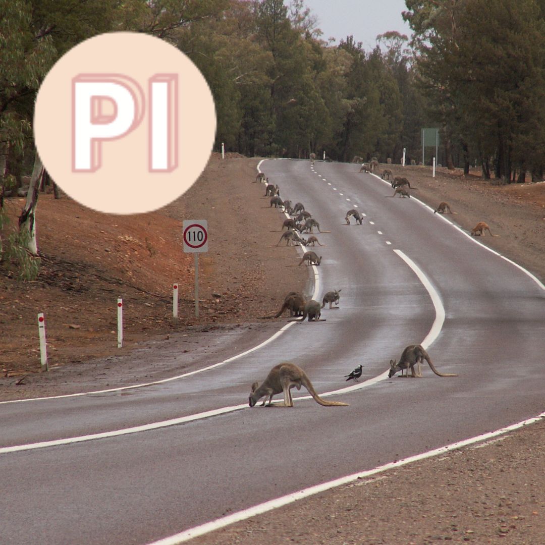 Dingos, roadtrips, TimTams
