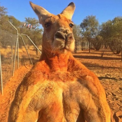 Kangaroos, Calves, and Mustaches