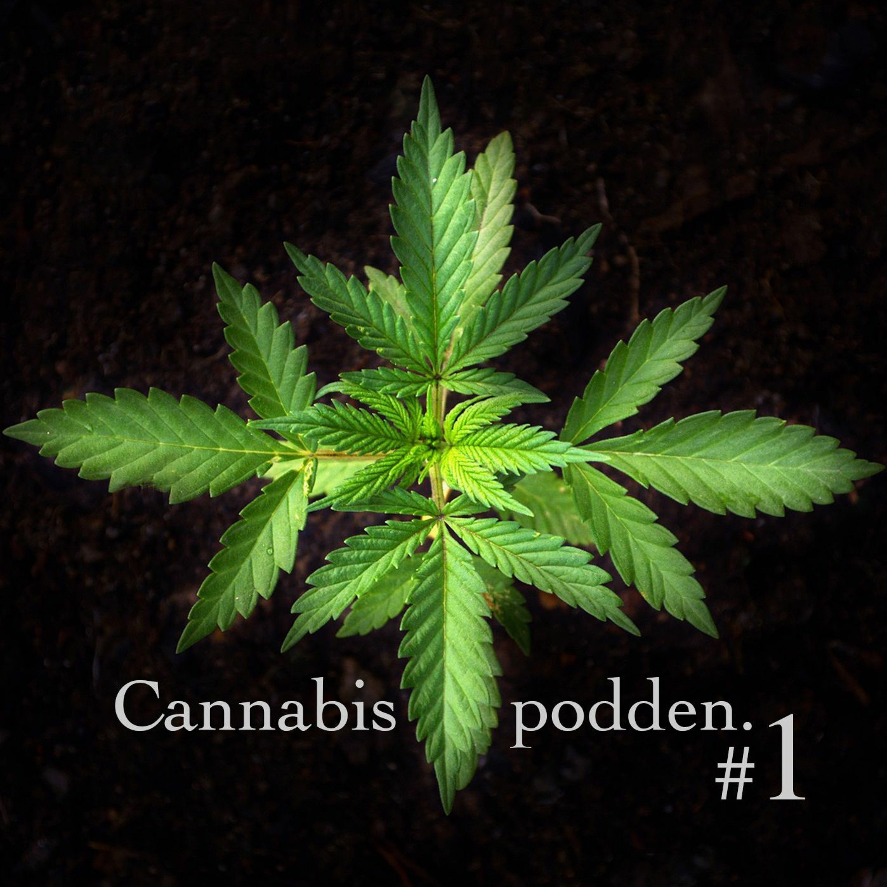 Cannabispodden