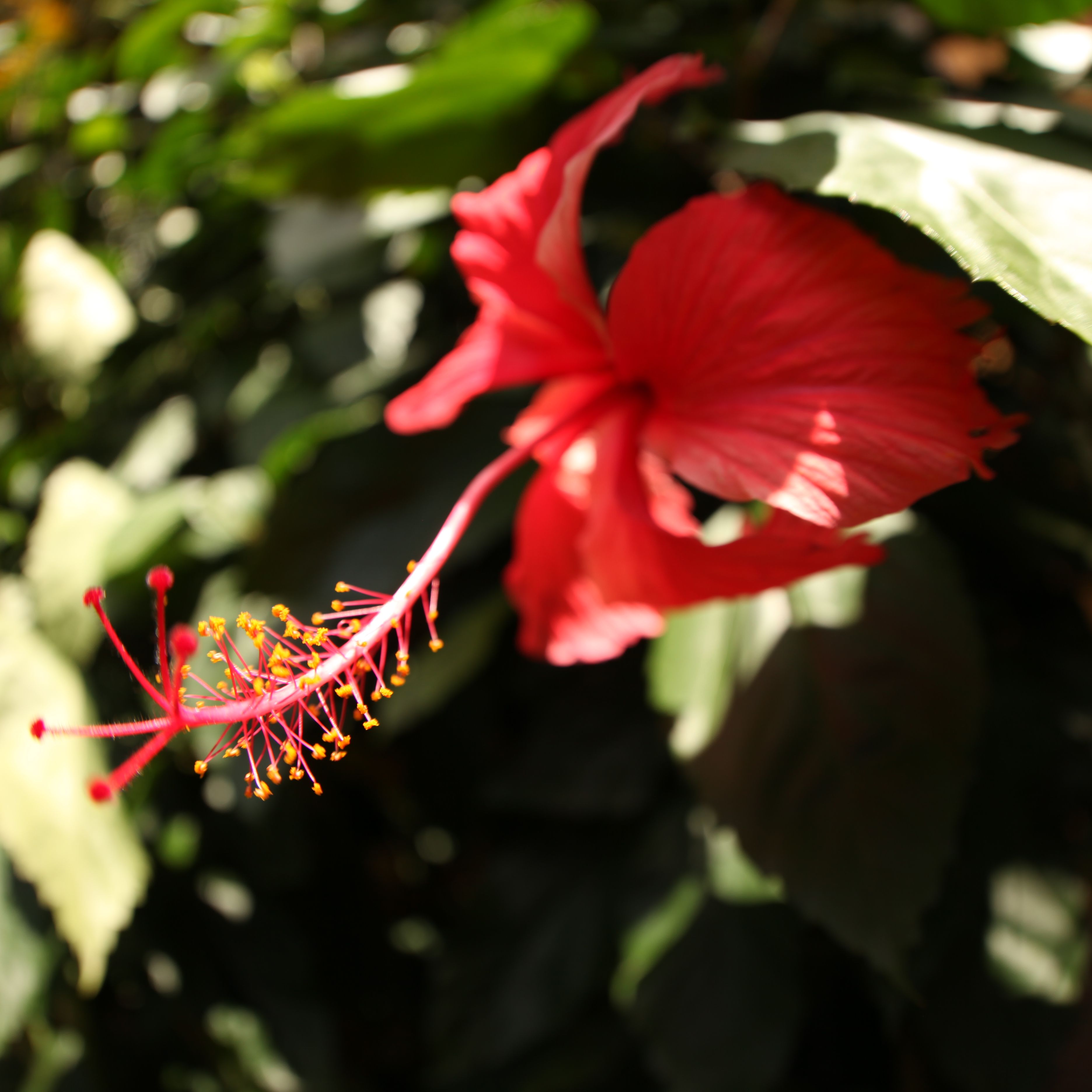 Insects In Garden