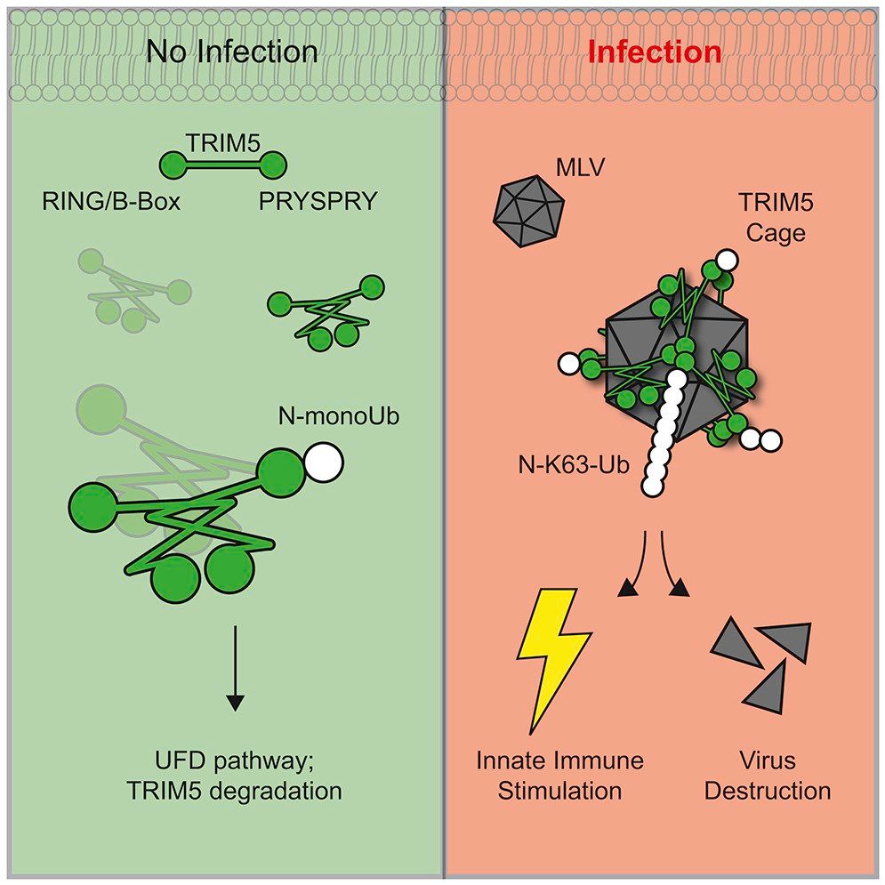 Biochemistry of innate immunity with Adam Fletcher