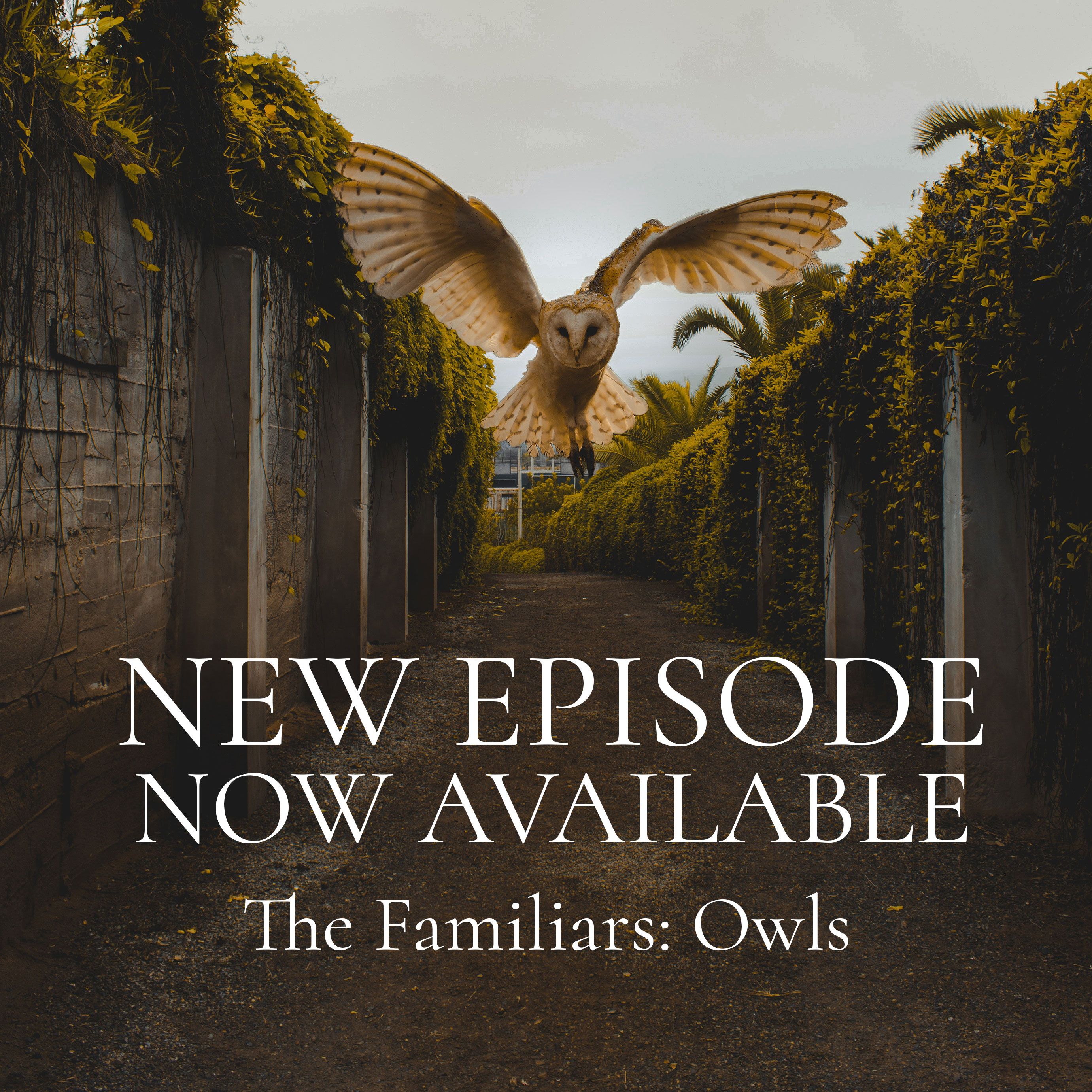 The Familiars Series: Owls
