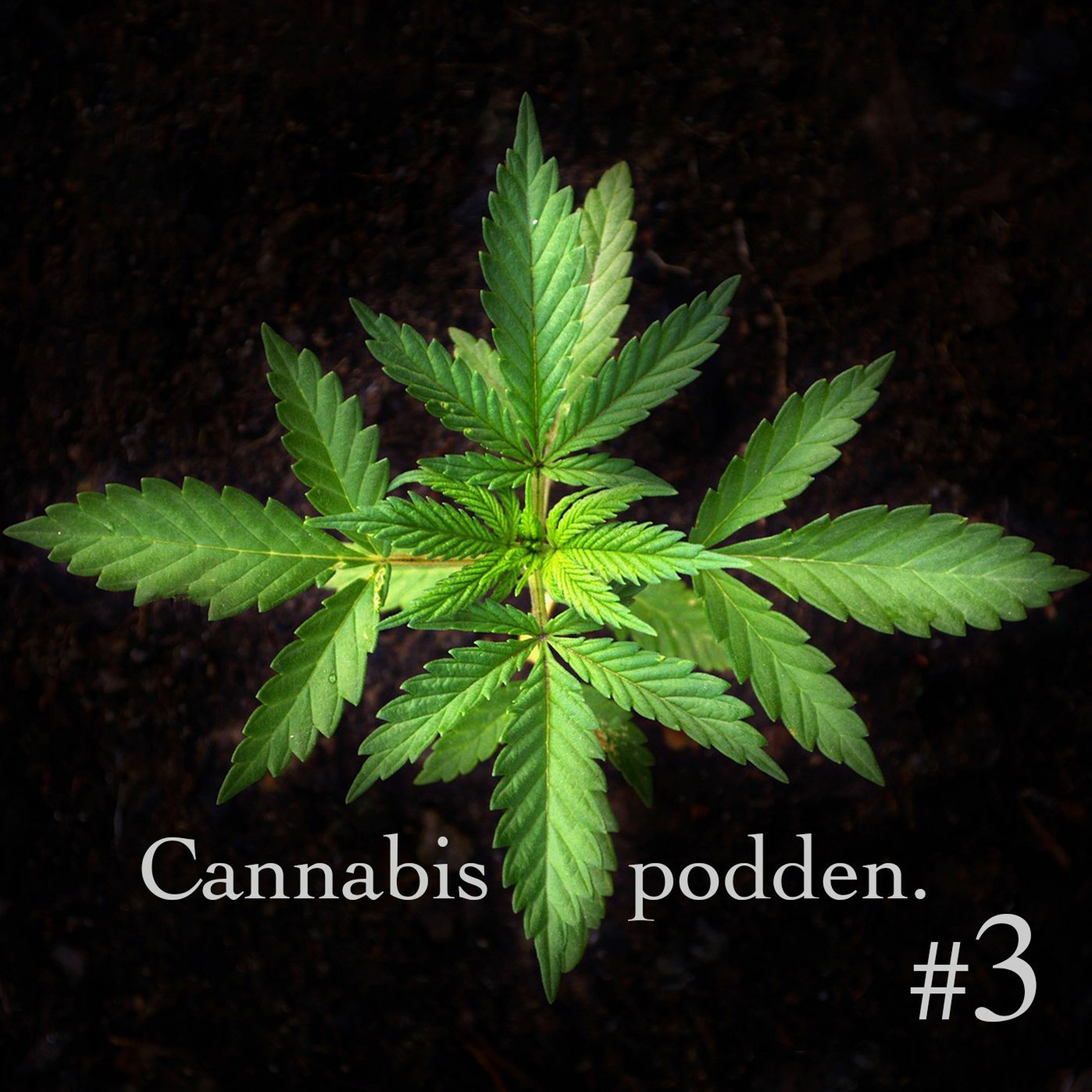 Cannabispodden