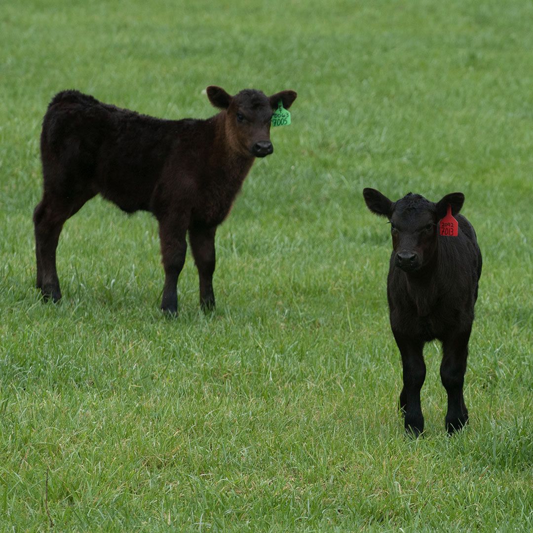 Dr. Tony Martin on 2019 beef calving challenges