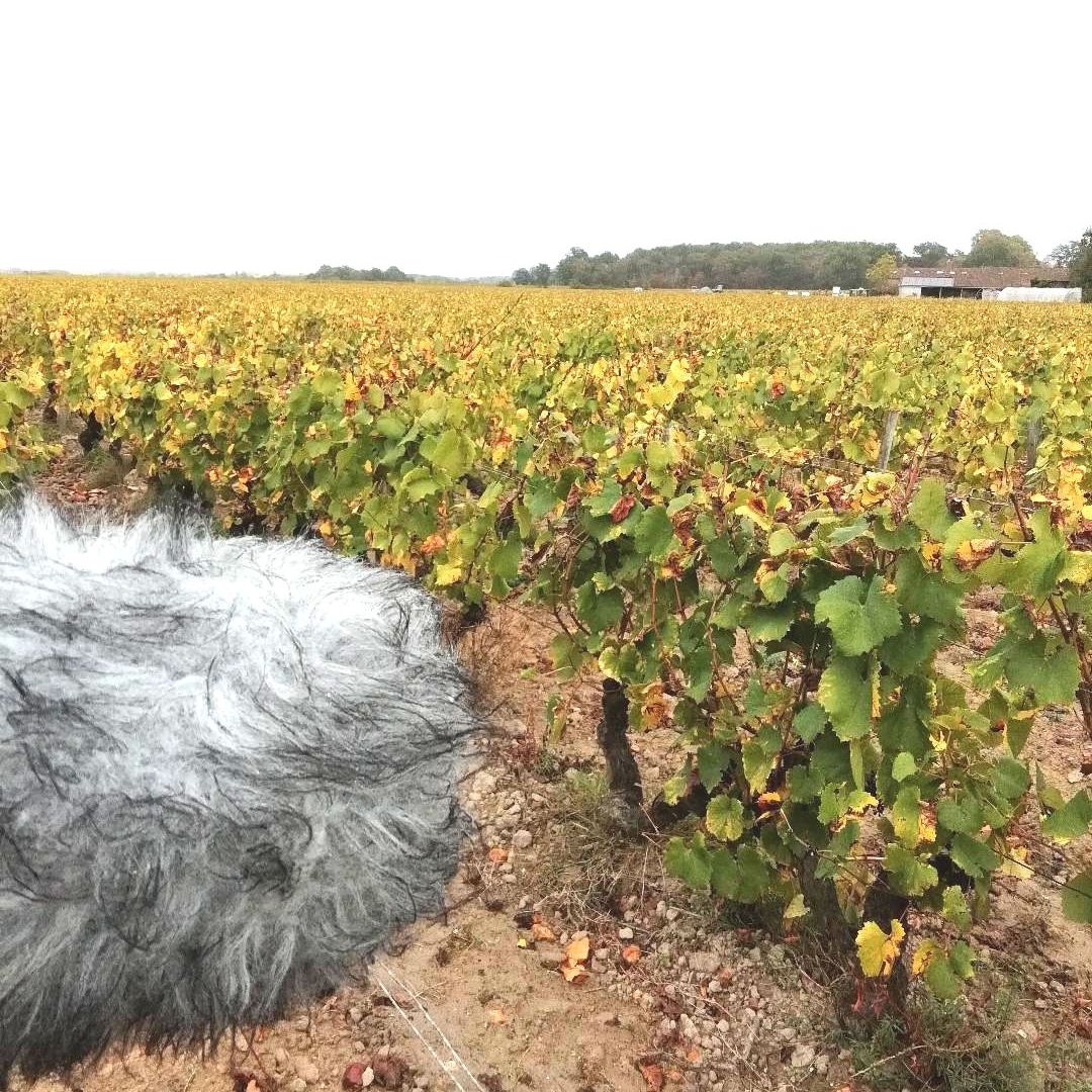 Jo Landron, la dimension émotionnelle du métier de vigneron
