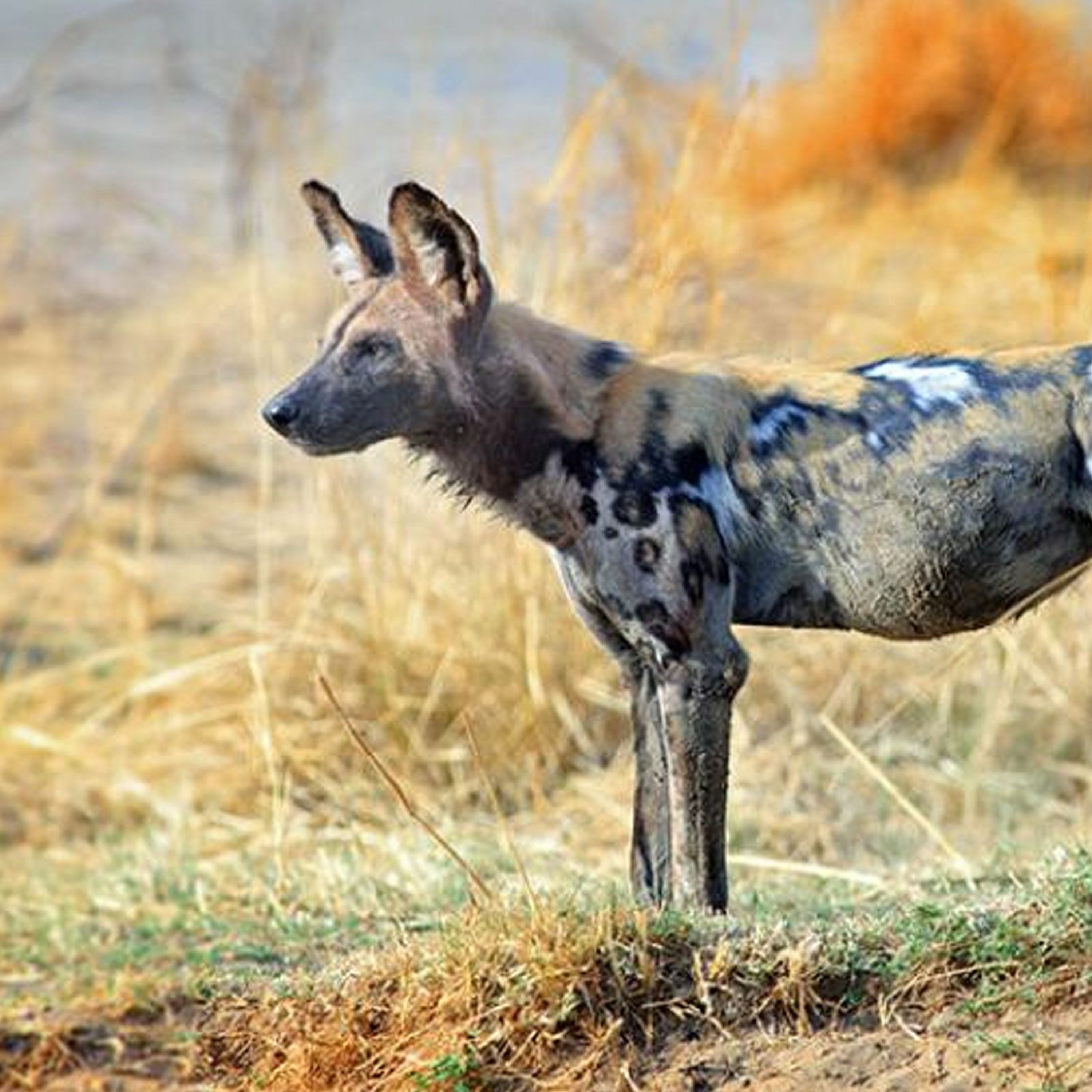 Beware of the Dogs - Roger Meyer