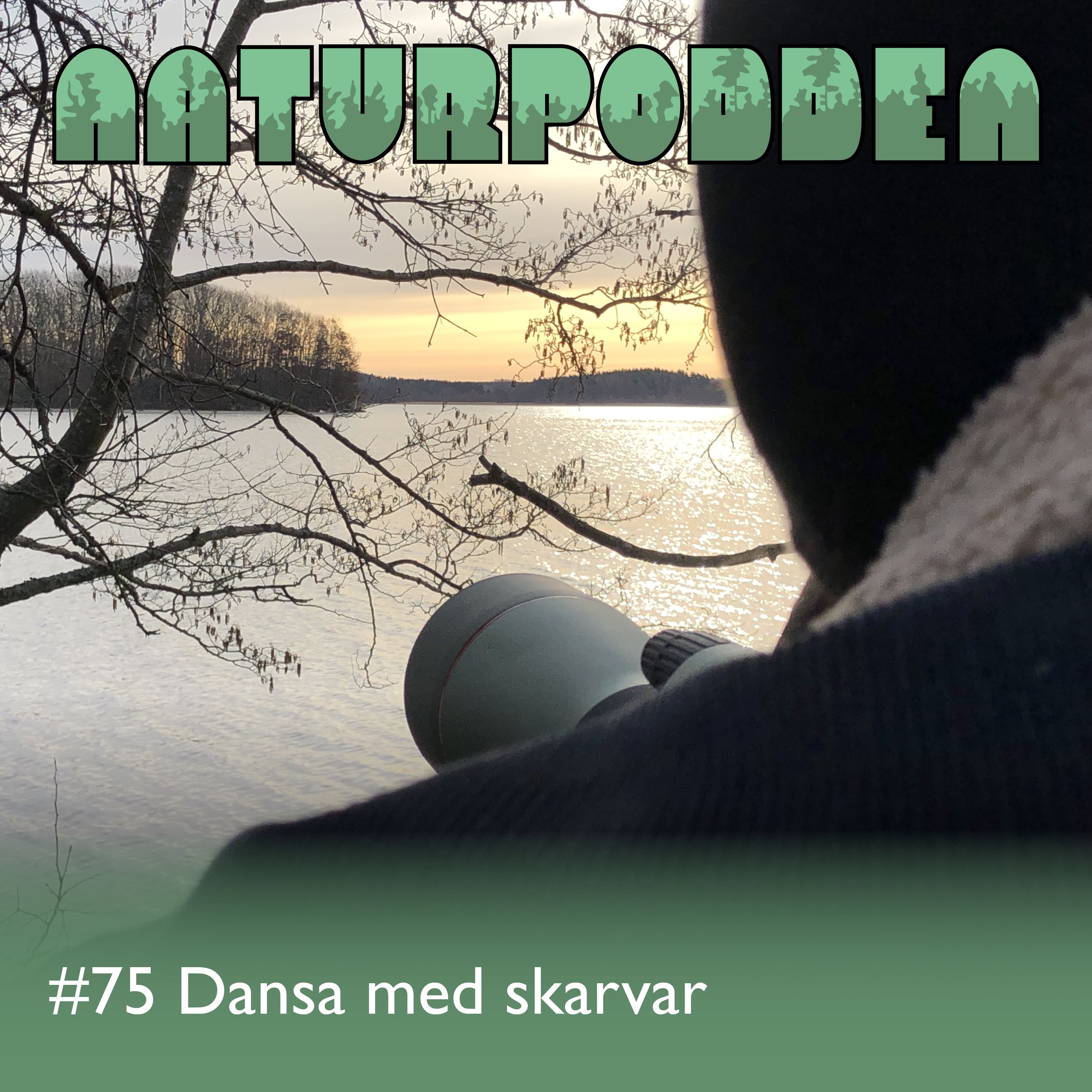 Avsnitt 75 - Dansa med skarvar