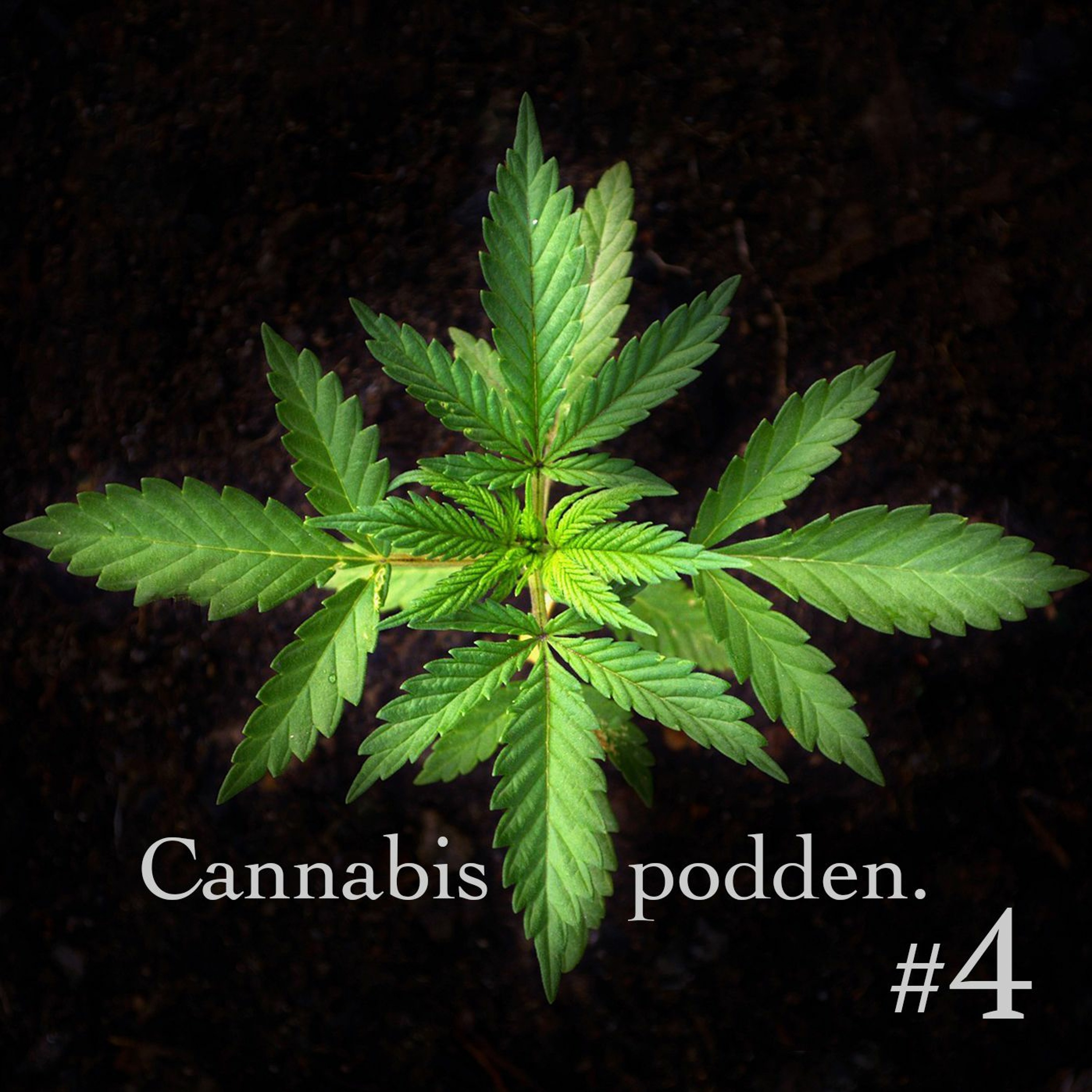 "Cannabisnunnan" Sister Rosa