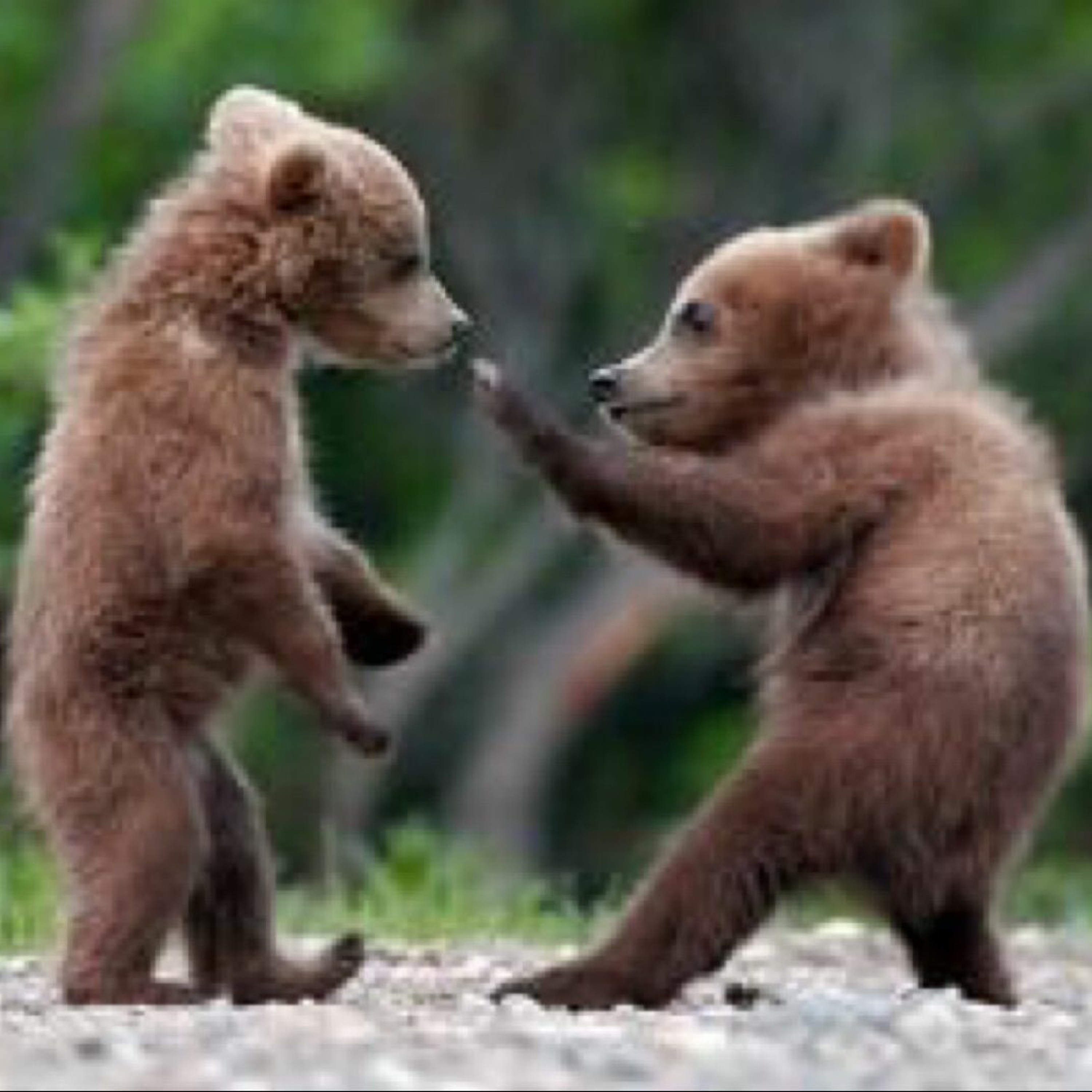 X 013: Prioritizing Your Needs - Fight the Cub Now or Fight the Bear Later