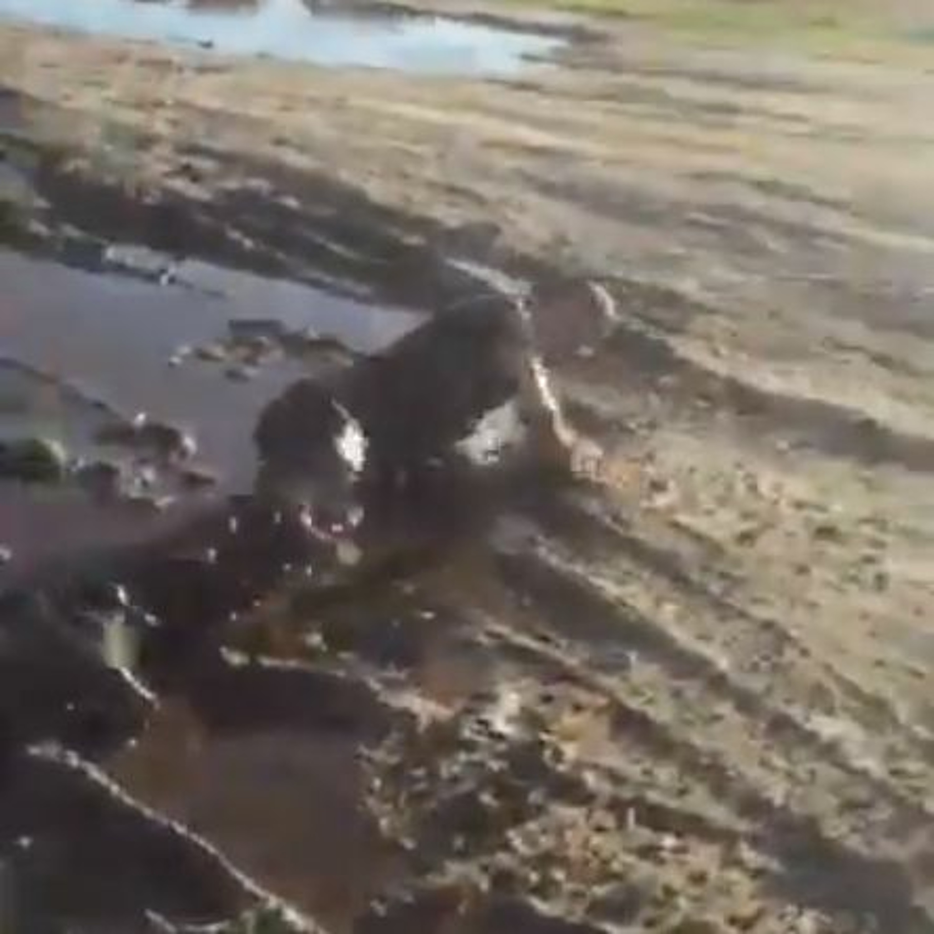 Inteview with the alleged bike thief who rolled in the mud