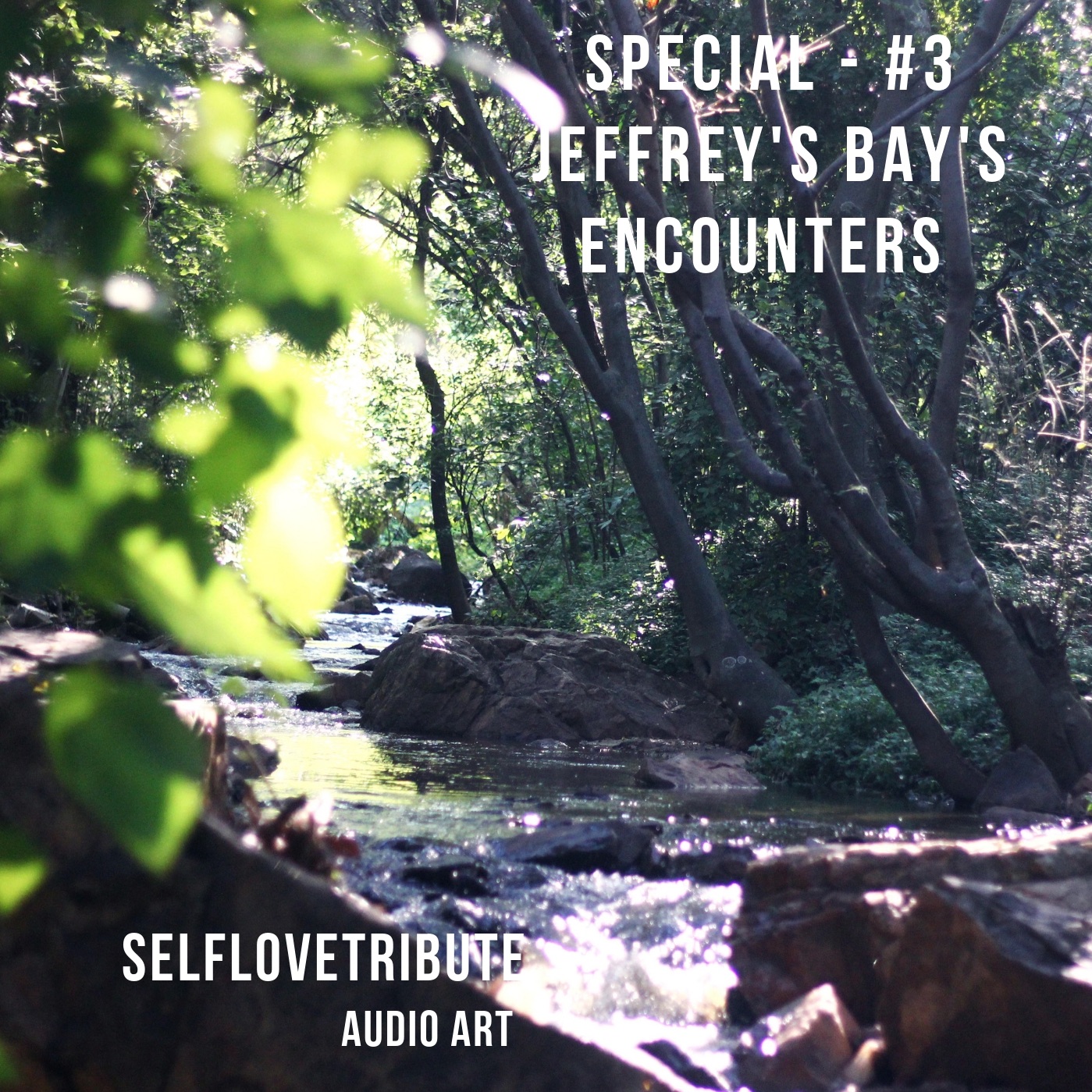 Special- I Feel Home Where The Bird Sings - Jeffrey's Bay's Encounters