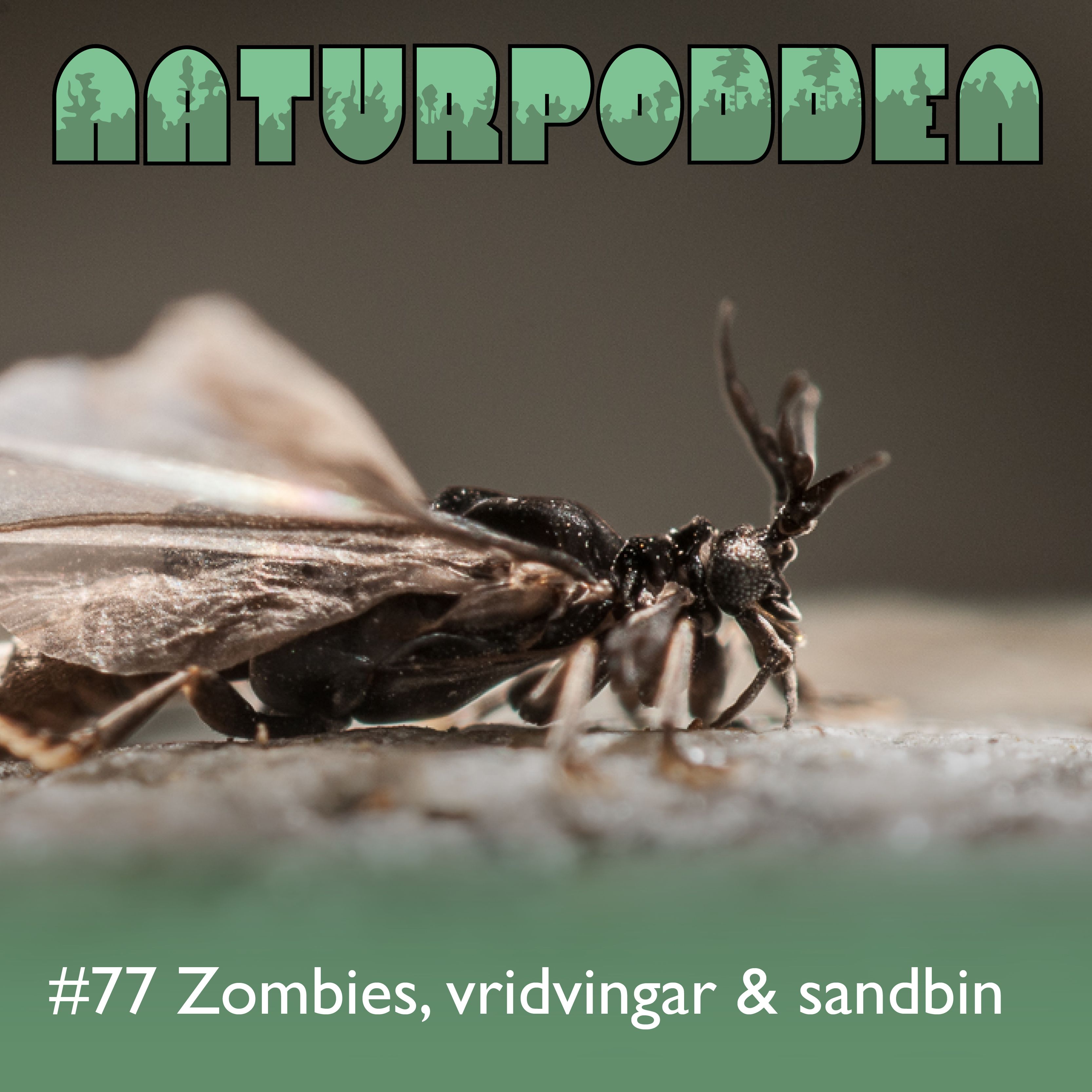 Avsnitt 77 - Zombies, vridvingar & sandbin