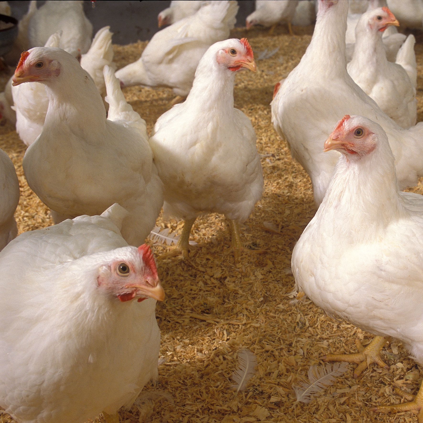 “Cornell Chicken” and the story behind its famous flavor