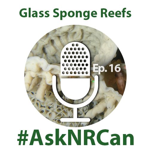 Discovering Glass Sponge Reefs (Ask NRCan)