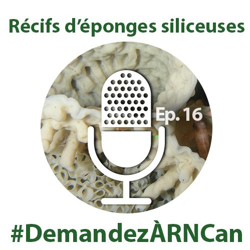 La découverte de récifs d’éponges siliceuses (Demandez à RNCan)