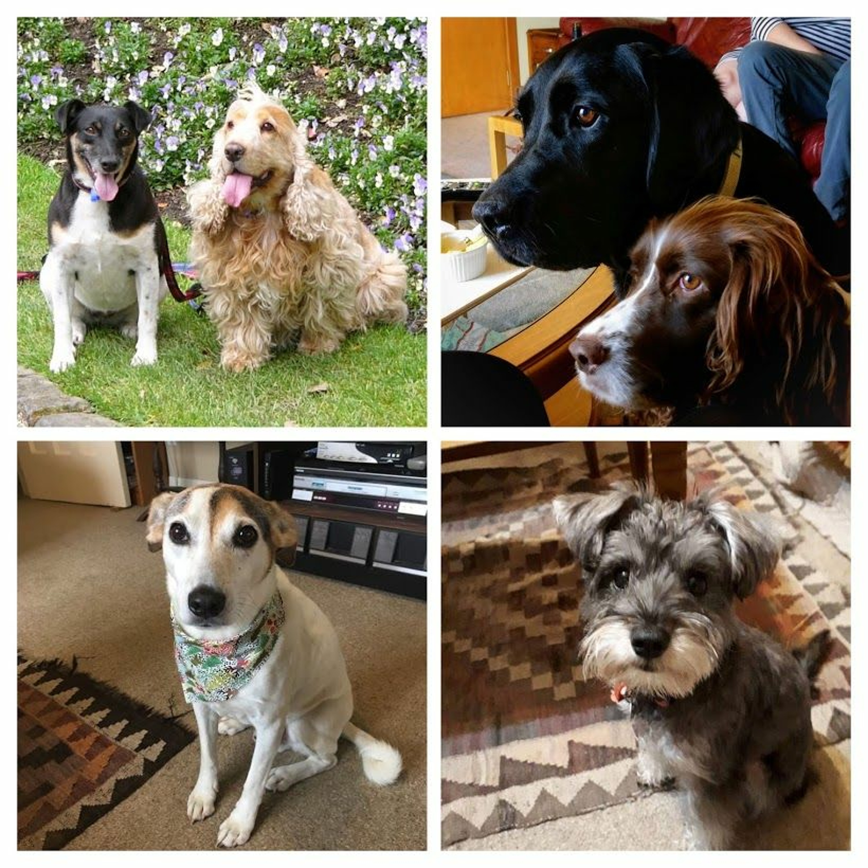 S4E12 - Dogs