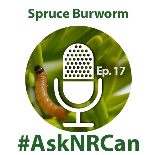 Slowing Down the Spruce Budworm (Ask NRCan)