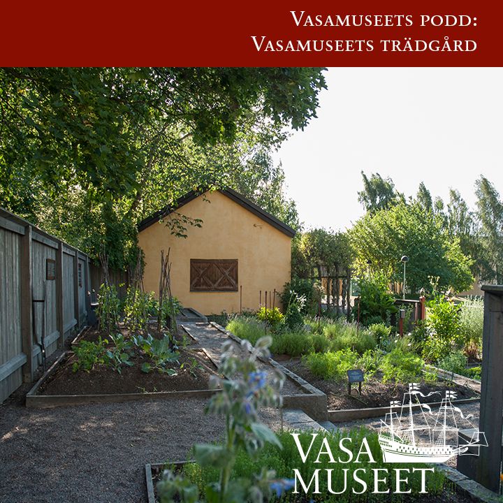 Bland hjärtstilla, kål och kungsljus i Vasamuseets trädgård