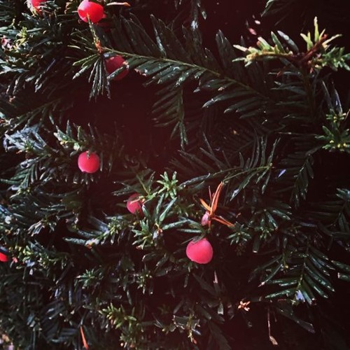 Catullus I x trans. David Ferry Catullus I x trans. David Ferry