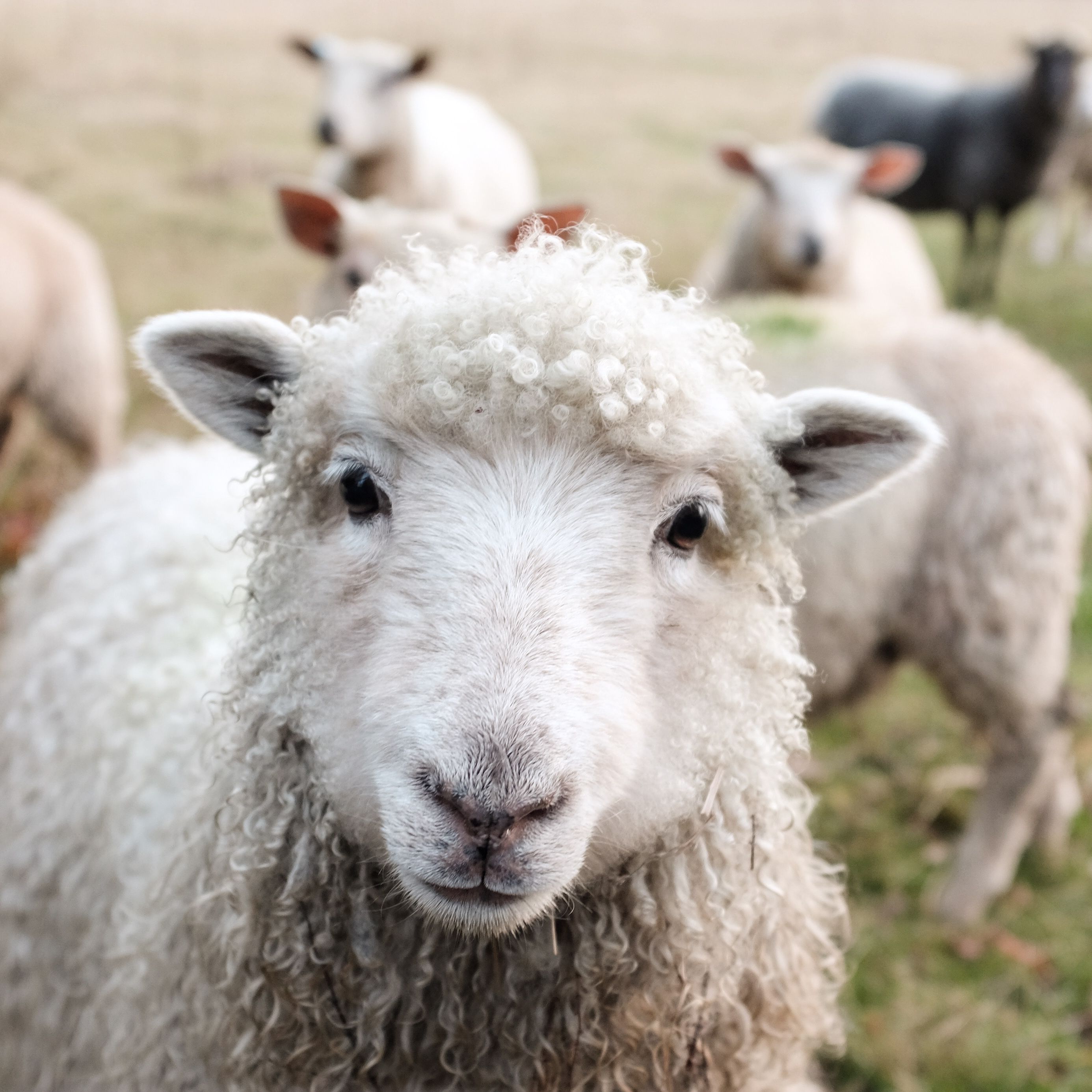 How is globalisation changing the countryside? Professor Michael Wood