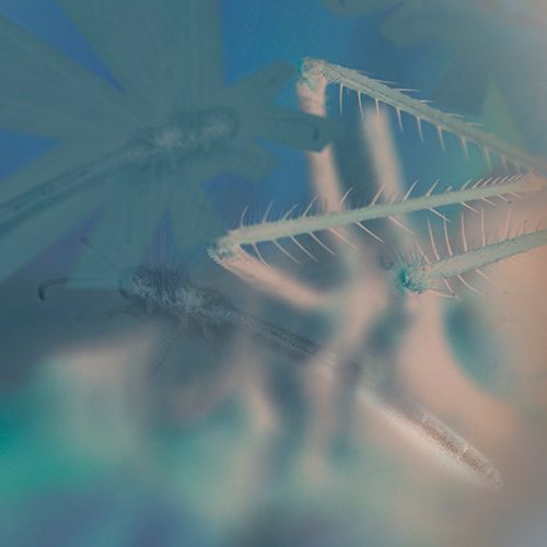 Tantopanáv2 Tantopanáv2