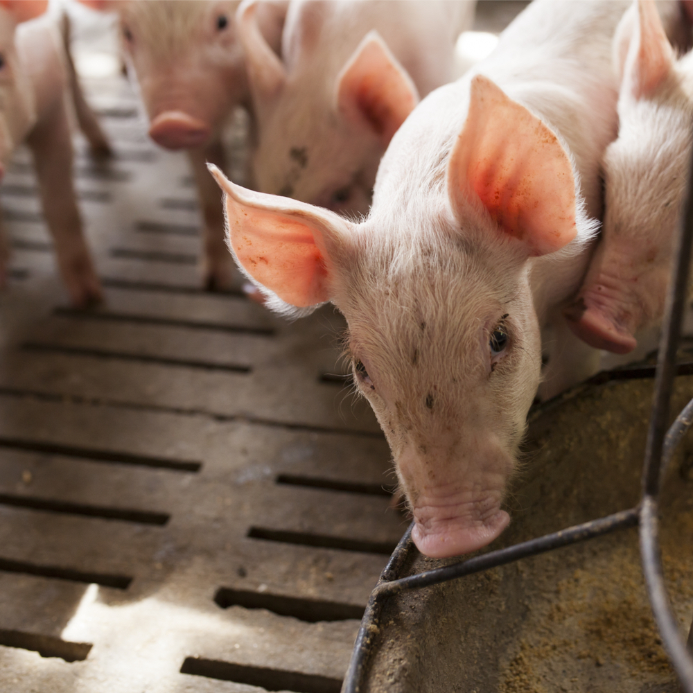 The Impact of ASF on Chinese Feed Demand
