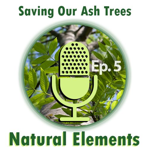 Saving Our Ash Trees (Natural Elements)