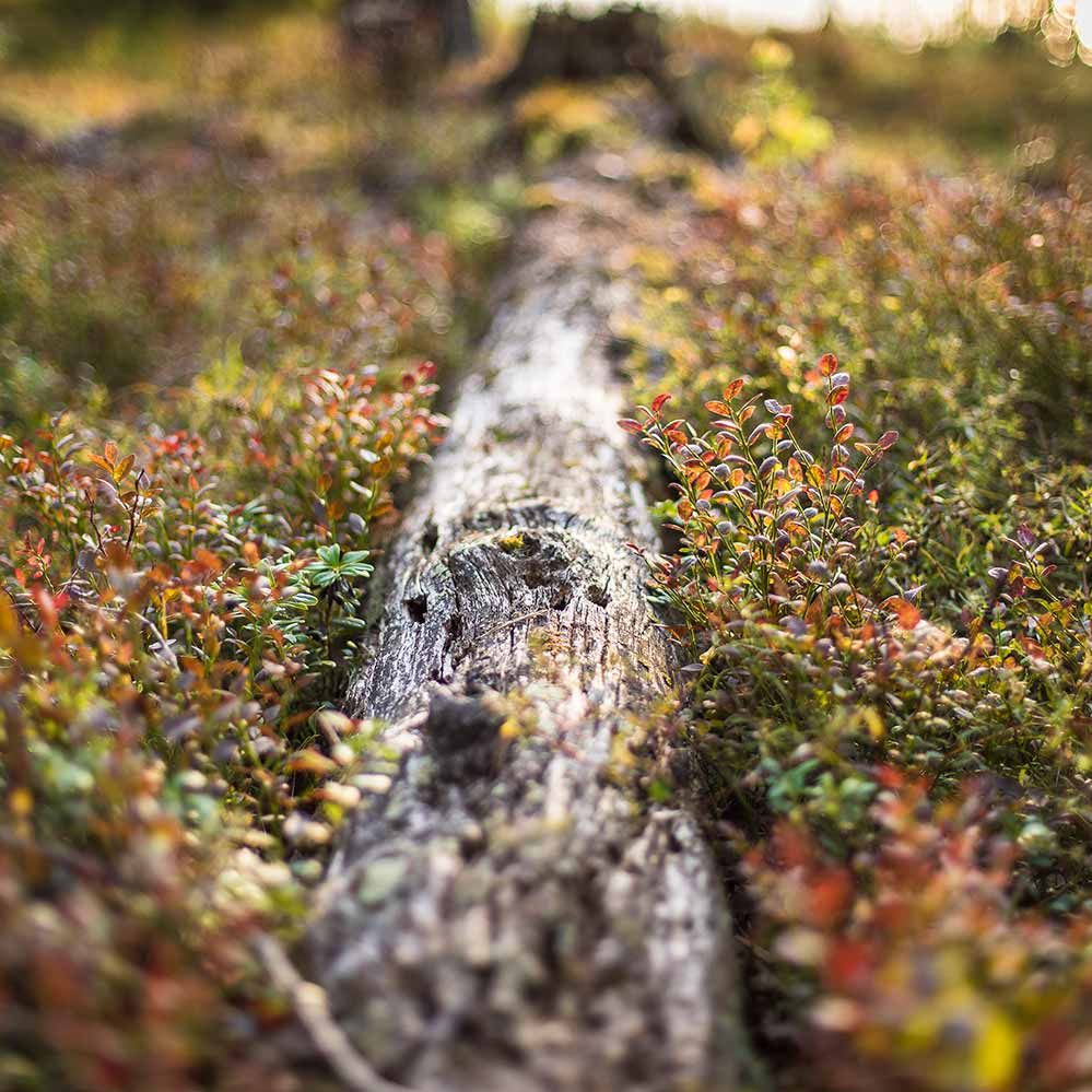 The future of biodiversity in Nordic forests