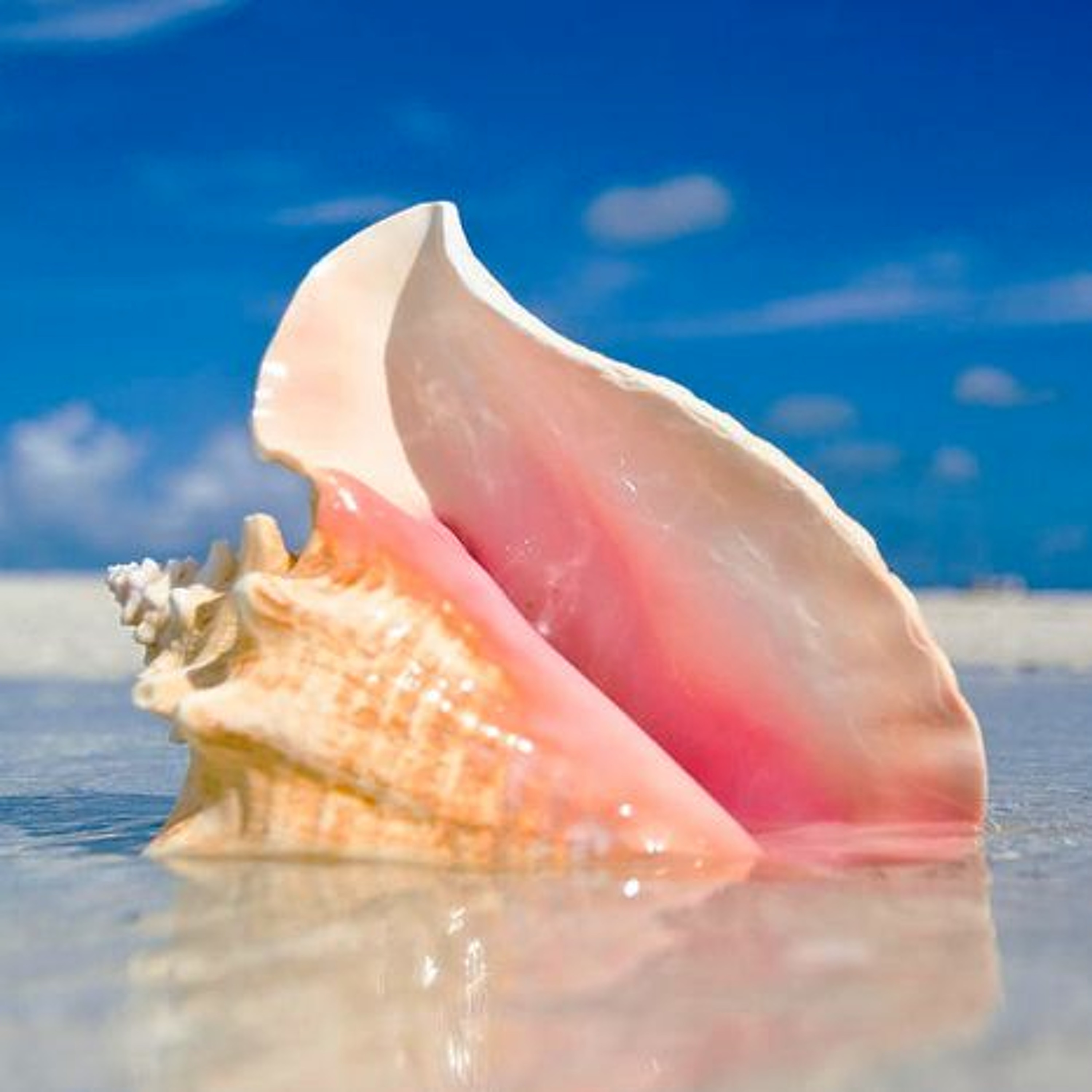 Conch Boyz Podcast