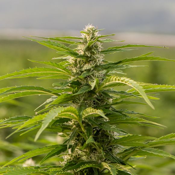 New York Hemp Policy with Donna Lupardo