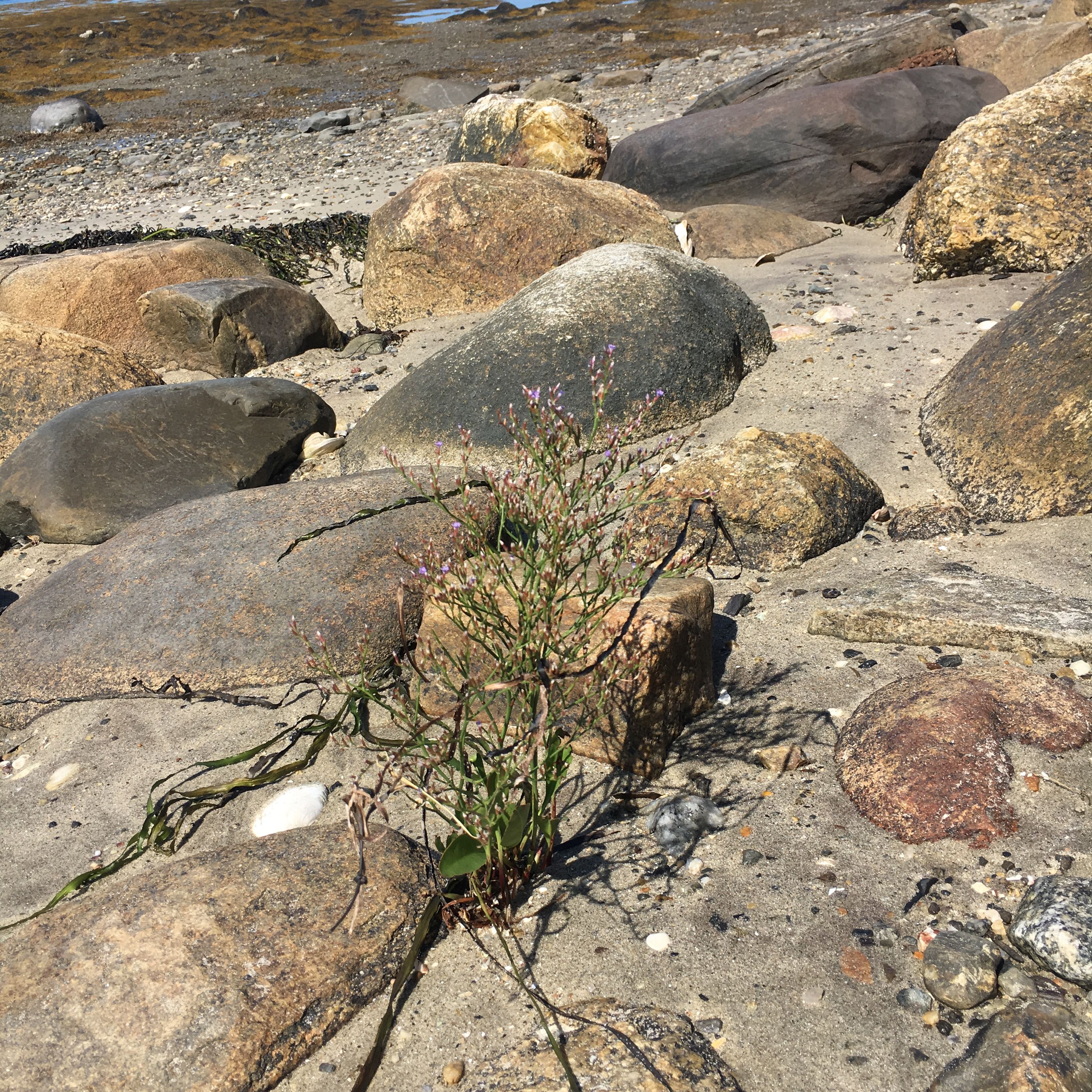 Hypnotherapy Meditation: Beachcombing To Release Anxiety