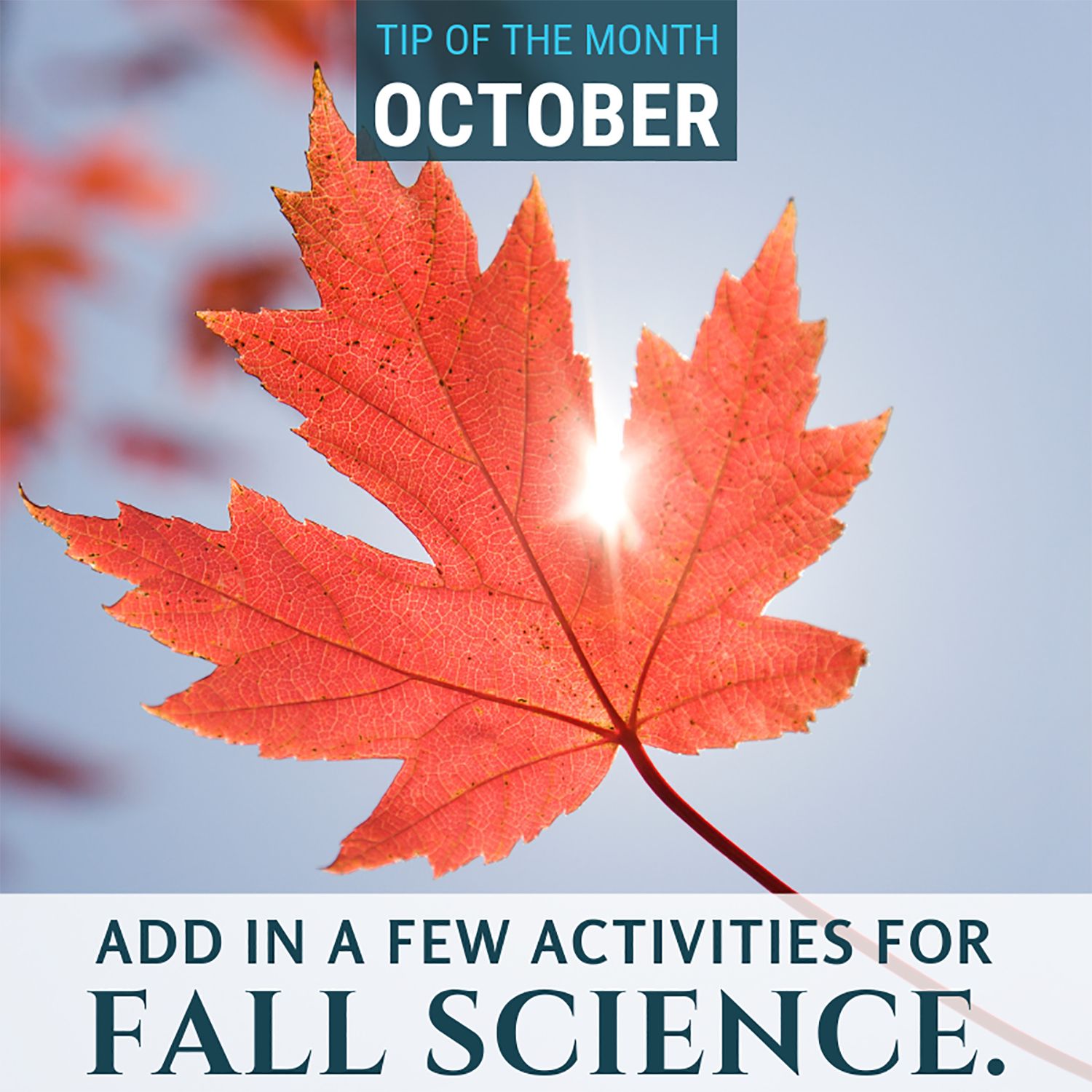 Fall Science {Homeschool Science Tip of the Month October 2019}