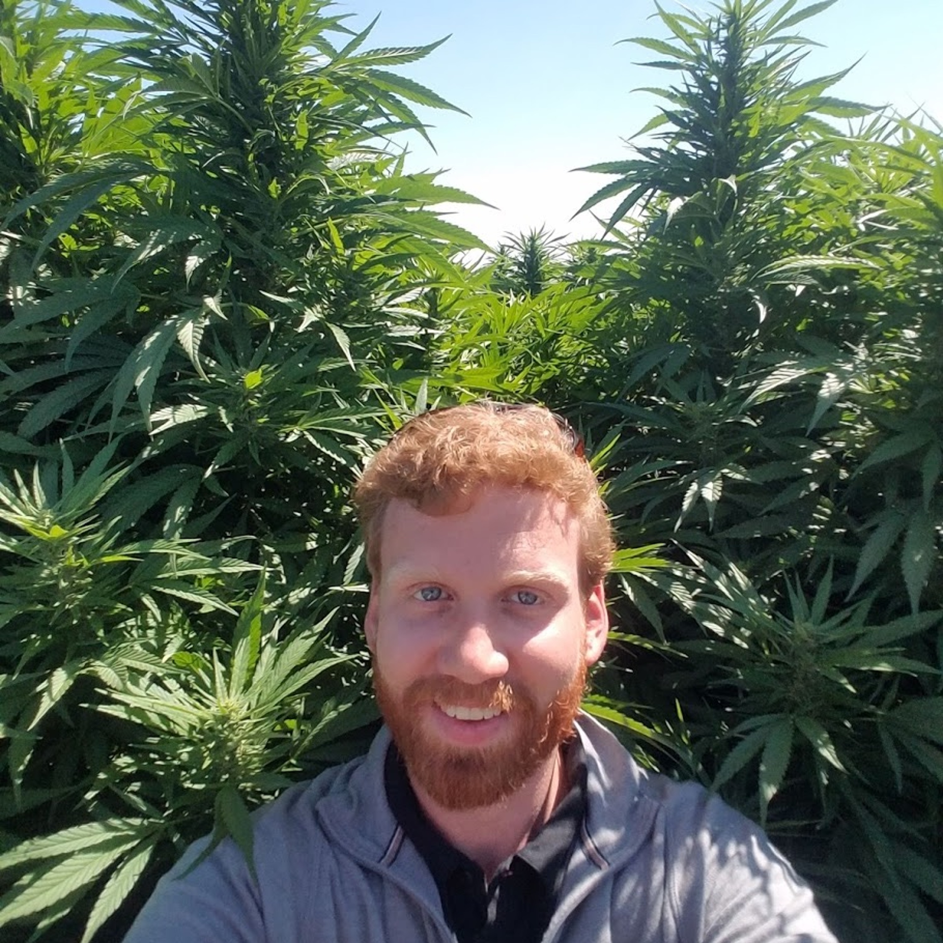 The Cannabis Consult w/ Dr. Jamie Corroon, ND, MPH