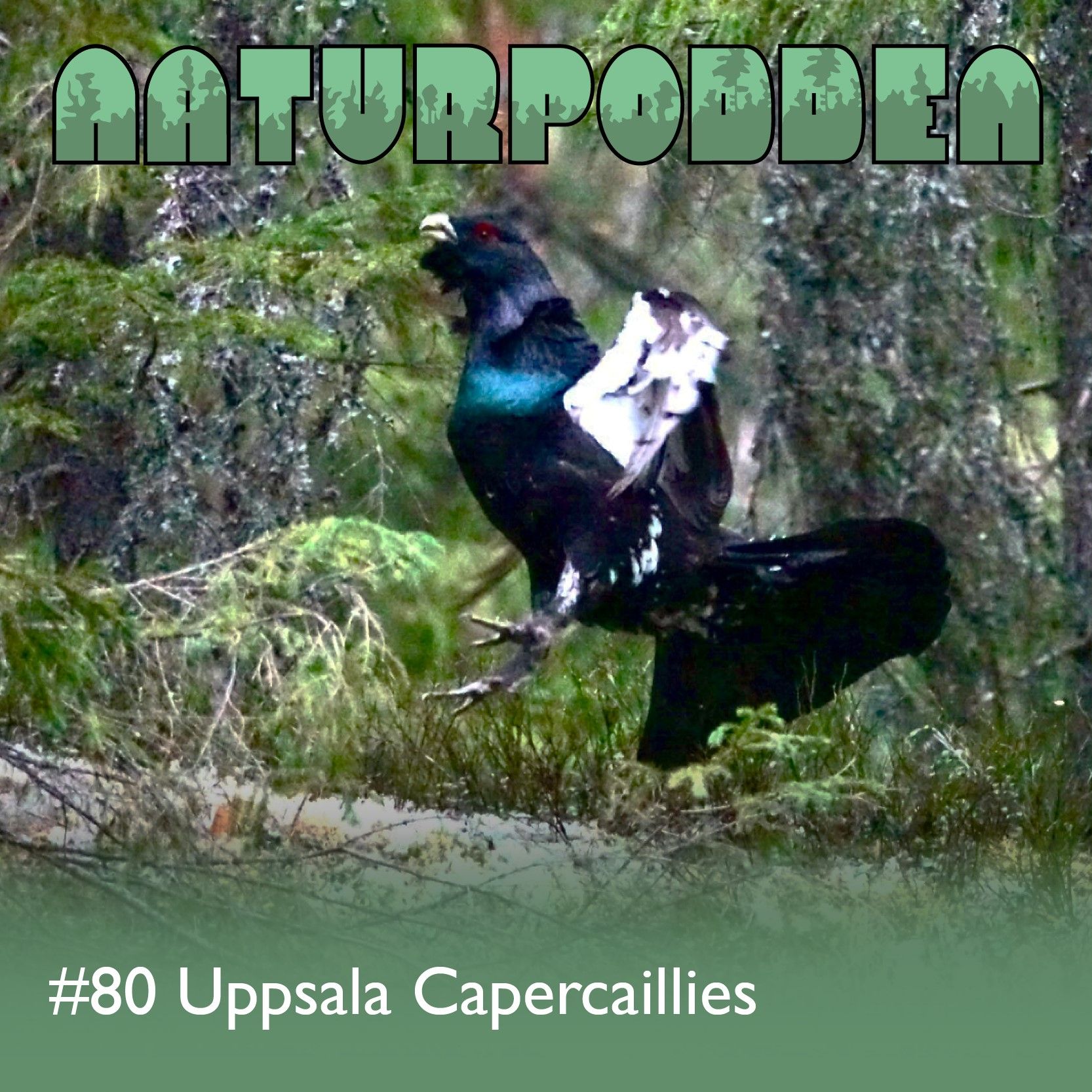 Avsnitt 80 - Uppsala Capercaillies