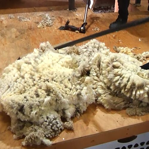 Show 71: Tariffs impact U.S. wool