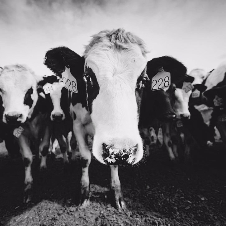 #69 Vom Rind zum Steak - über Schlachthaus-Alltag und humane Tötungspraktiken