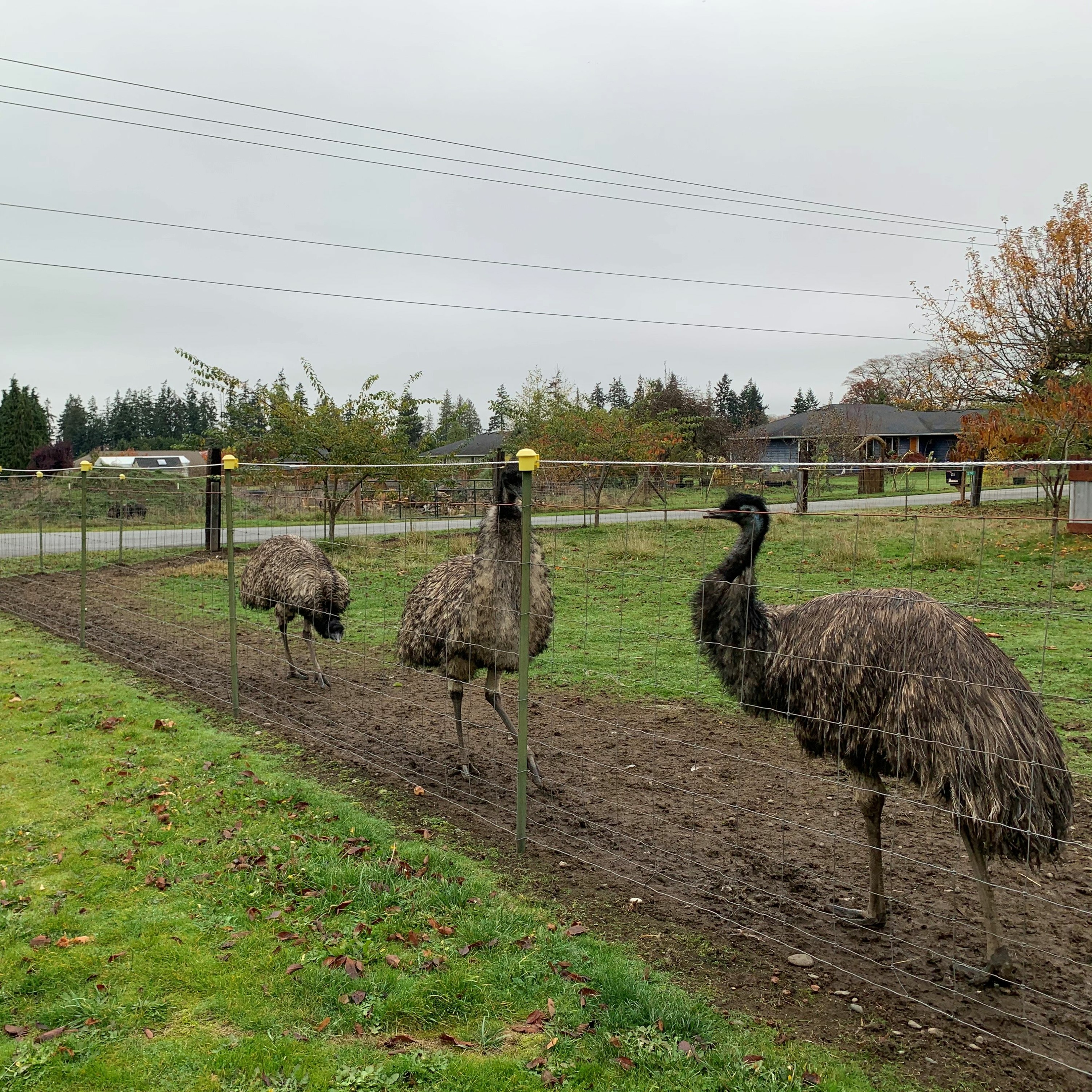 Sound of Sequim